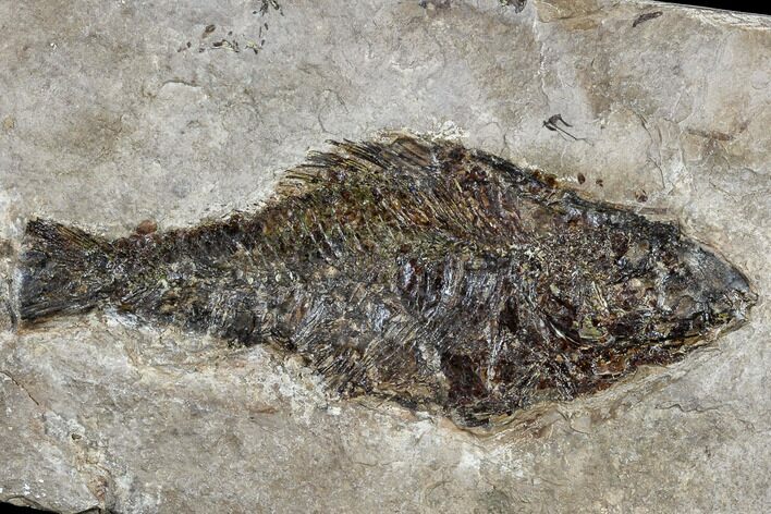 Miocene Fossil Fish From Nebraska - New Material #113172